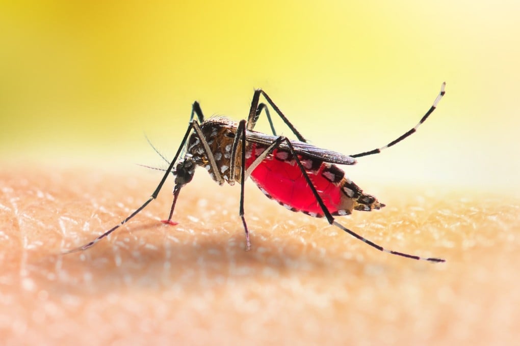 A mosquito bites a person with the mosquito's abdomen visibly engorged with blood, highlighting the risk of chikungunya transmission in Hong Kong.