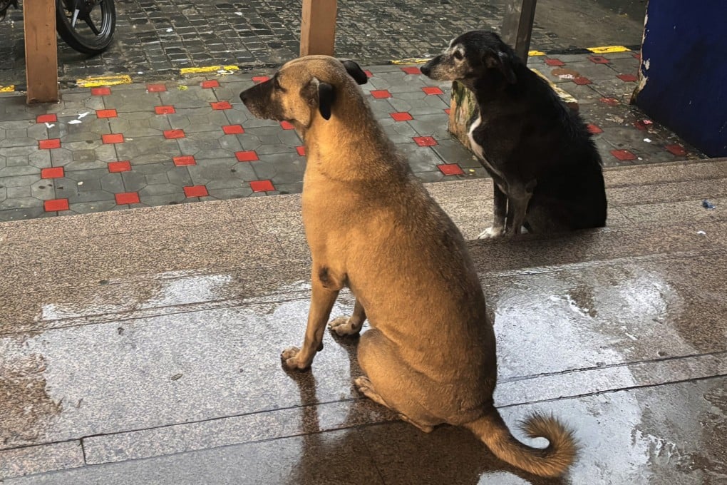 Stray dogs take shelter from rain at a metro station in New Delhi, India. Photo: AP