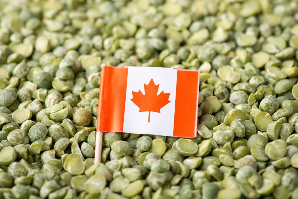 China has launched an anti-dumping investigation into pea starch imported from Canada. Photo: Shutterstock