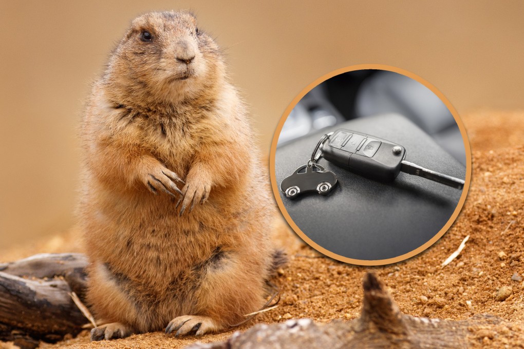 In a quirky incident, a groundhog in China stole a tourist’s car keys and hid them in a burrow, prompting villagers to dig them out. Photo: SCMP composite/Shutterstock