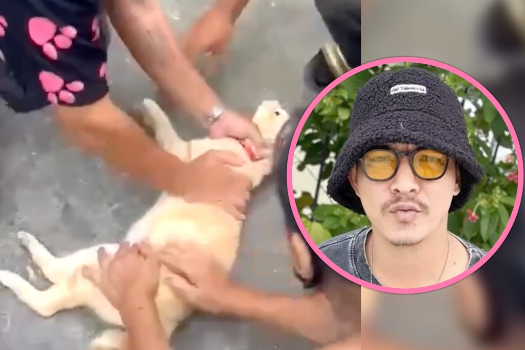 A Thai man saves an electrocuted cat by performing CPR, earning widespread praise online for his actions. Photo: SCMP composite/Bright TV