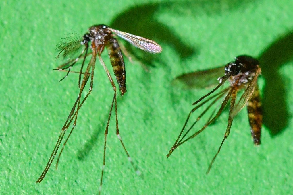 Chikungunya is a virus spread by mosquito bites. Photo: dpa