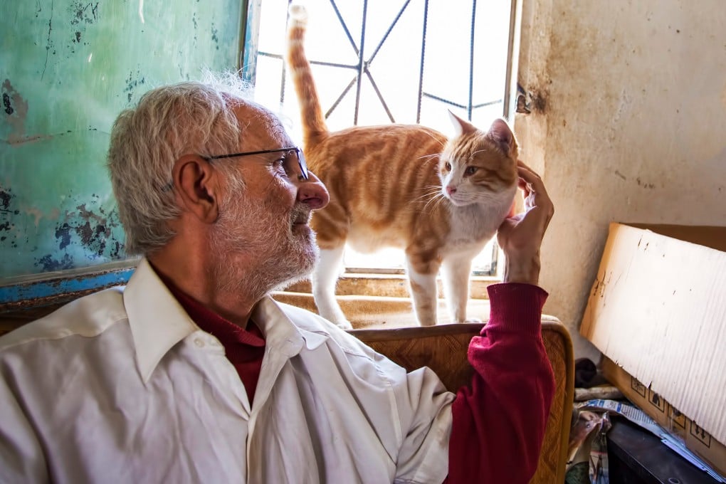 Understanding cats with dementia may help develop treatments for people with Alzheimer’s disease, researchers say. Photo: Shutterstock