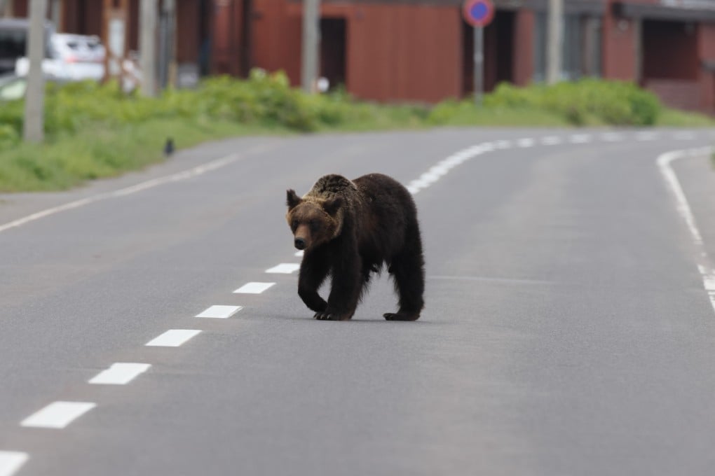 A brown bear in Hokkaido. The number of brown bears in Hokkaido fell year-on-year in 2023 for the first time since 1991. Photo: Shutterstock
