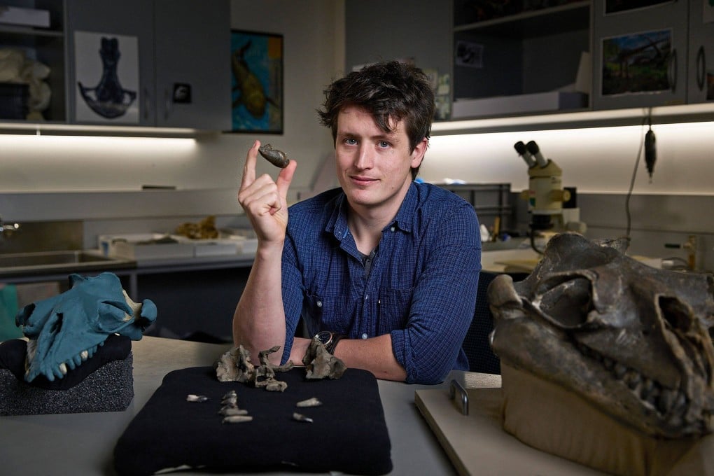 Researcher Ruairidh Duncan with an ear bone and partial fossil skull of Janjucetus dullardi, along with a reconstructed skull (left) and the fossil skull of Janjucetus hunderi (right) in Melbourne. Photo: AFP/Tom Breakwell/Museums Victoria