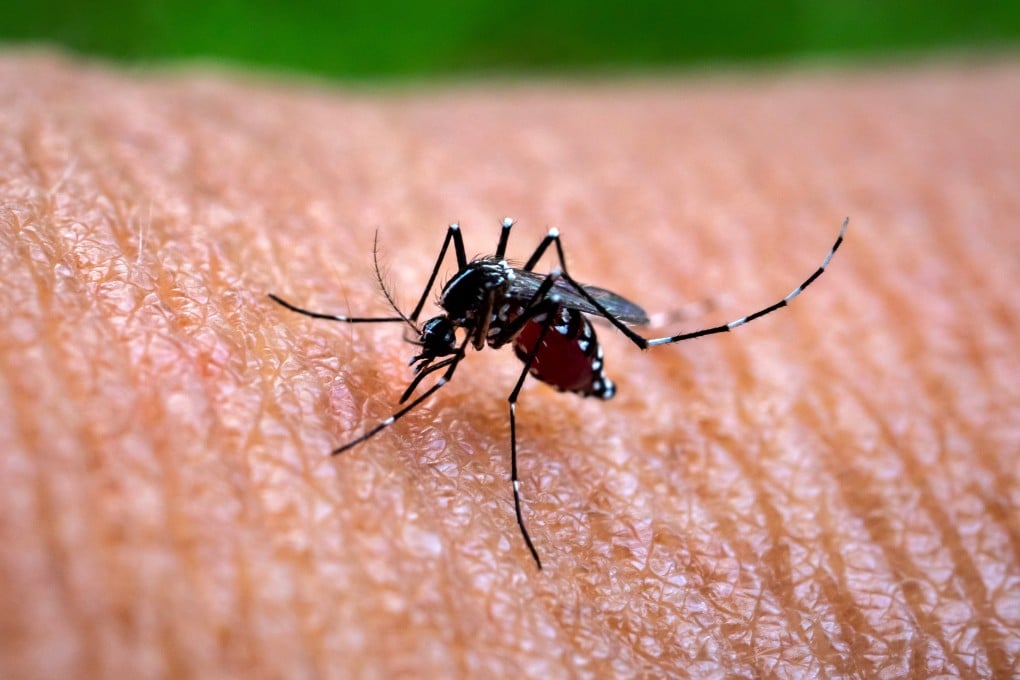 An Aedes aegypti mosquito, one of the carriers of dengue, Zika and chikungunya viruses. We look at where their names originated and evolved over time. Photo: Getty Images