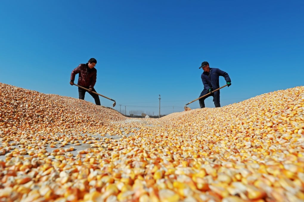 Farmers dry corn in China. Singapore imports much of its food and Malaysia’s self-sufficiency is declining in staples like rice, wheat and corn. Photo: Shutterstock