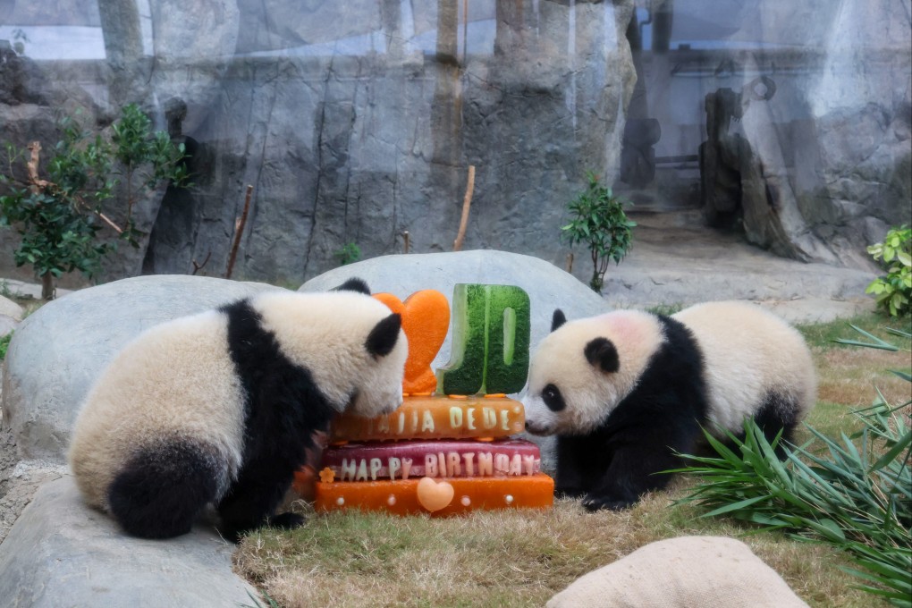 The twin cubs tuck into a birthday cake made up of fruits, vegetables and ice. Photo: Dickson Lee