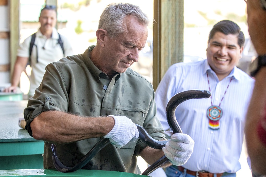 US Secretary of Health and Human Services Robert F. Kennedy Jnr holds a lamprey as it latches onto his arm during a visit to the Nez Perce Tribal Hatchery Complex in Lenore, Idaho, in July. Photo: Lewiston Tribune via AP