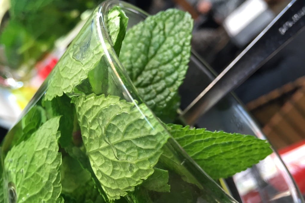 Food for mint plant (mint plant, your mint, growing season) Food for mint plant