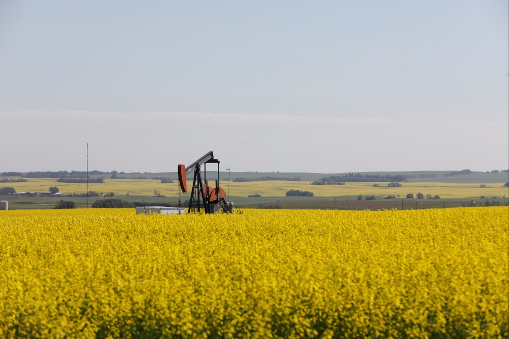 Fields of canola, a crop used for making cooking oil, are in full bloom in western Canada. Canada has been China’s dominant supplier of canola in recent years, but shipments are now plunging due to Chinese tariffs. Photo: Reuters
