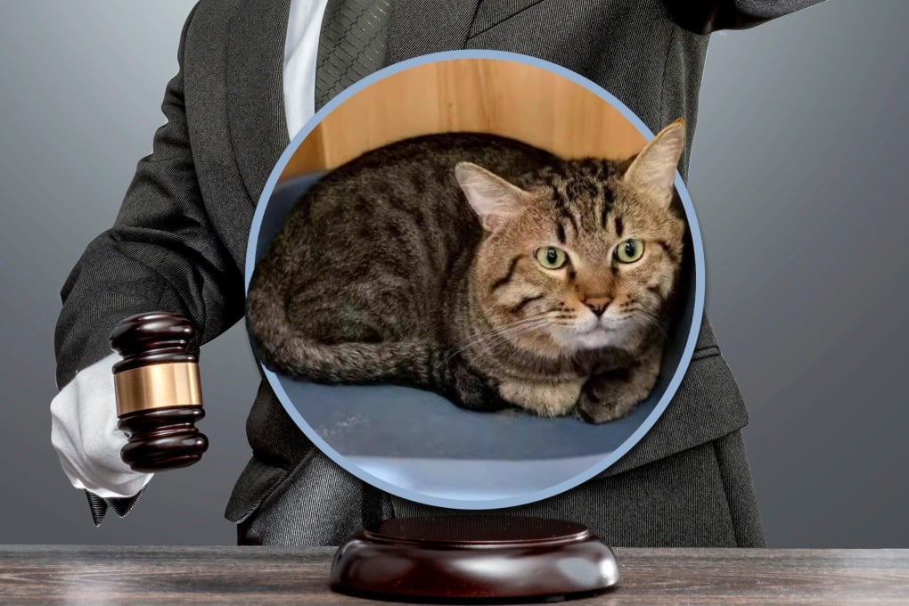 A court in China is set to auction a cat after its owner failed to repay debts, with an opening bid of US$70. Photo: SCMP composite/Shutterstock/Sohu