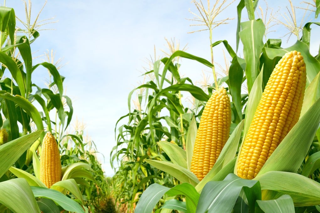 Jagung Berkomunikasi Lewat Gas untuk Lawan Hama tapi Pengaruhi Tumbuhnya