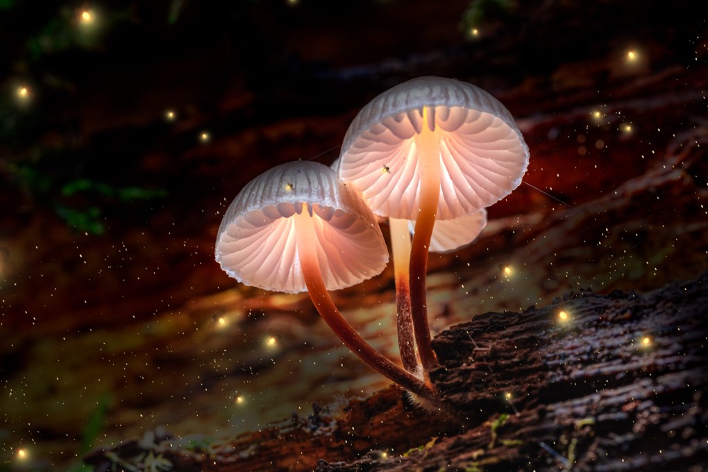 Psilocybin, found in some mushrooms, has been widely studied and its benefits are thought to extend to conditions including depression, OCD, drug and alcohol addiction, and even cluster headaches.
Photo: Shutterstock