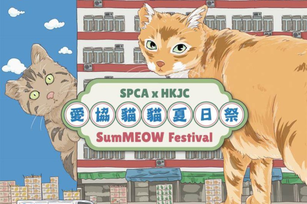 Cats take centre stage at the SPCA Tsing Yi Centre for a two-day festival on August 23 and 24, one of our recommendations of things to do this weekend in Hong Kong. Photo: SPCA