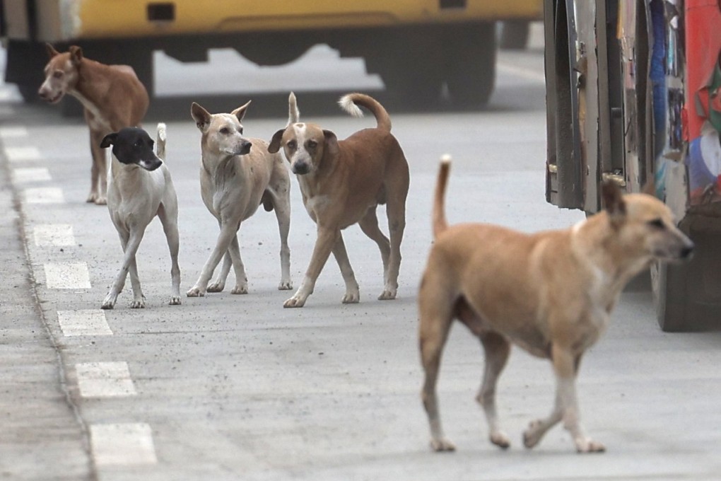 Stray dogs roam the streets on the outskirts of Mumbai, India earlier this month. Photo: EPA