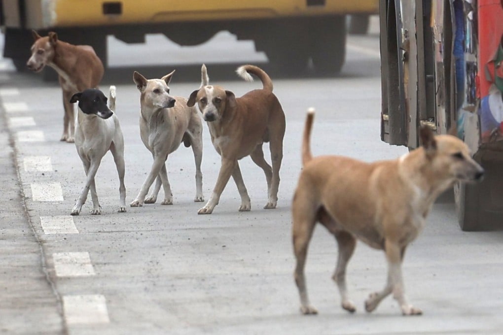 Stray dogs roam the streets on the outskirts of Mumbai, India earlier this month. Photo: EPA
