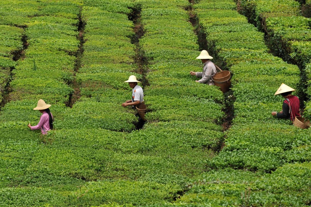 Farmers pick tea leaves in Wuyi village, Puer, in April 2012. Photo: Xinhua