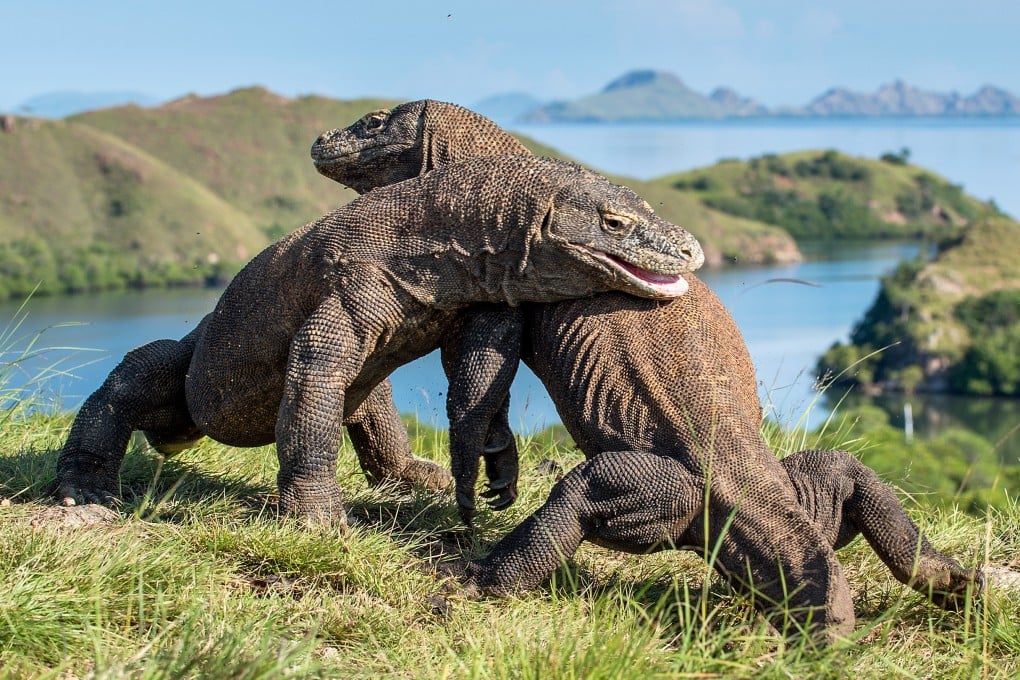 Komodo dragons at Rinca Island, Indonesia. The Indonesian government and a company have sought public feedback for a controversial plan to build villas on an island in Komodo National Park. Photo: Shutterstock