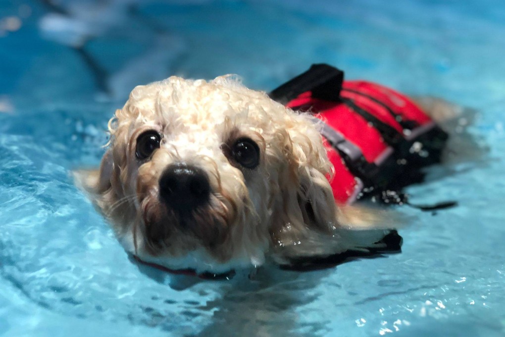 Swimming is an excellent low-impact exercise for dogs that can reduce stress and inflammation in the joints and help them burn fat, recover from injury, build cardiovascular fitness and more, experts say. Photo: Raymond Mak