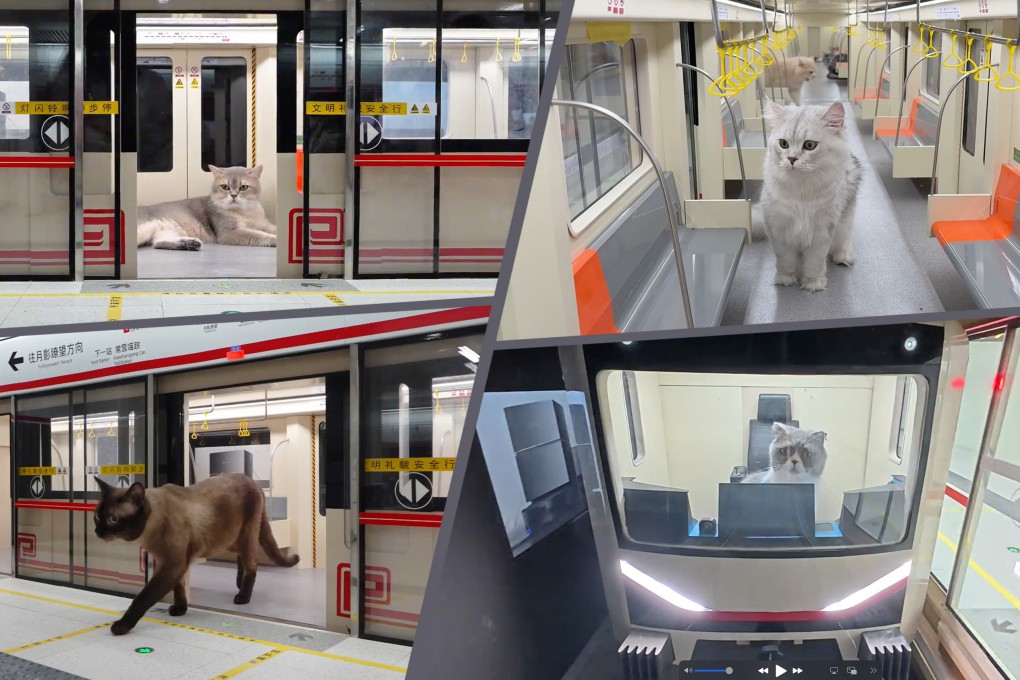 A Chinese influencer has spent four months building an underground station for his cats and his video of it has received more than 100 million views online. Photo: SCMP composite/Douyin