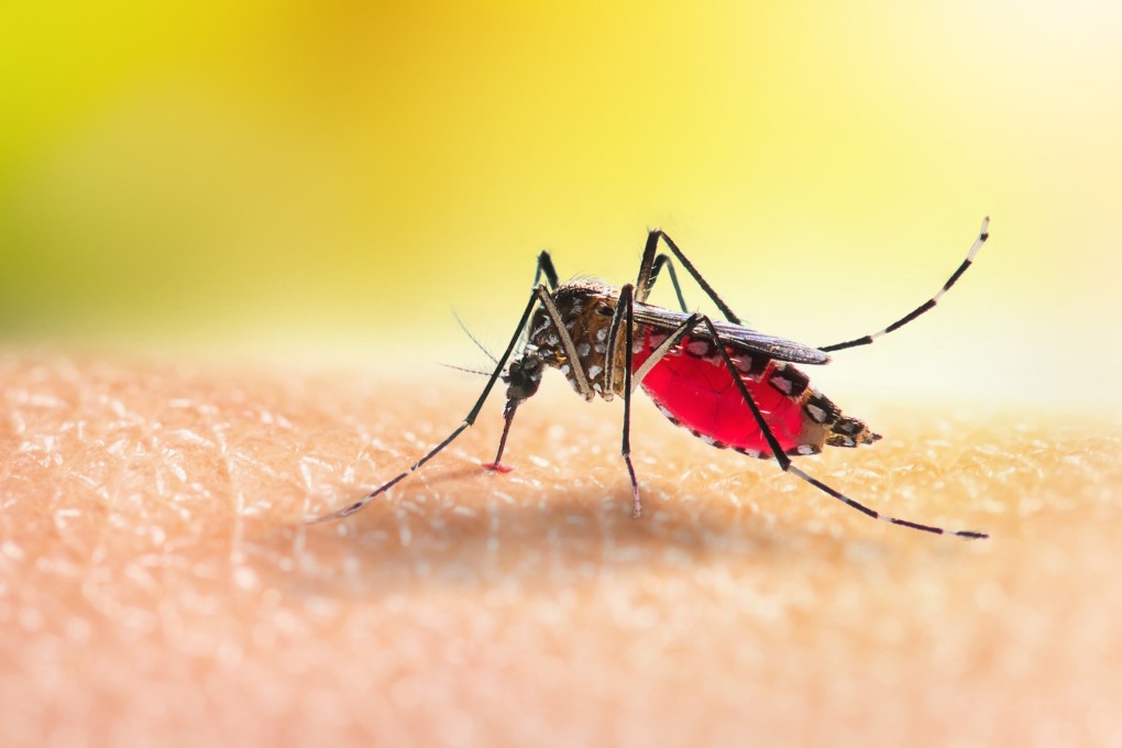 Chikungunya is a mosquito-borne disease. Mosquitoes pick up the virus from an infected individual and pass it on to the next person they bite. Photo: Shutterstock