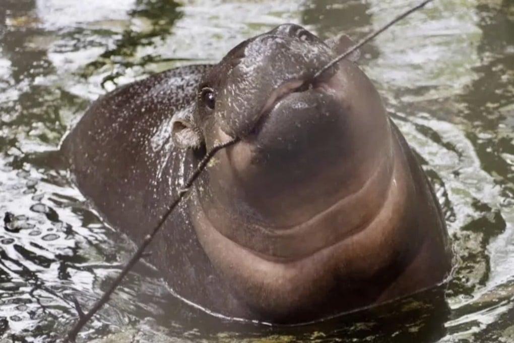 Moo Deng, the world-famous pygmy hippo, lives with her parents at Khao Kheow Open Zoo. Photo: Instagram/immoodeng