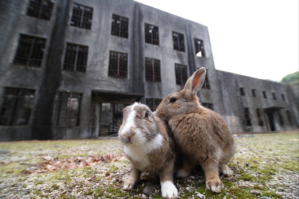 Rabbits on Okunoshima in Japan. The island’s less well-known sights include a secret wartime poison gas research and production plant. Photo: Shutterstock