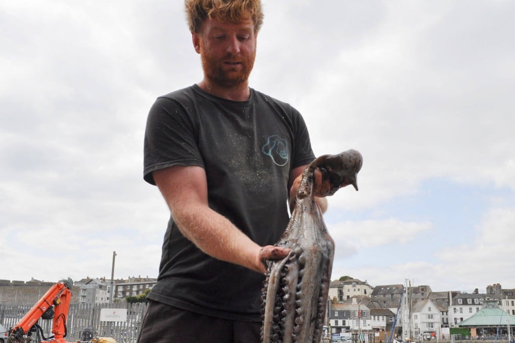 Fisherman Chris Kelly holds an octopus he caught, aboard his vessel in Plymouth Harbour, southwest England. An octopus bloom in UK waters has disrupted the shellfish industry. Photo: AFP