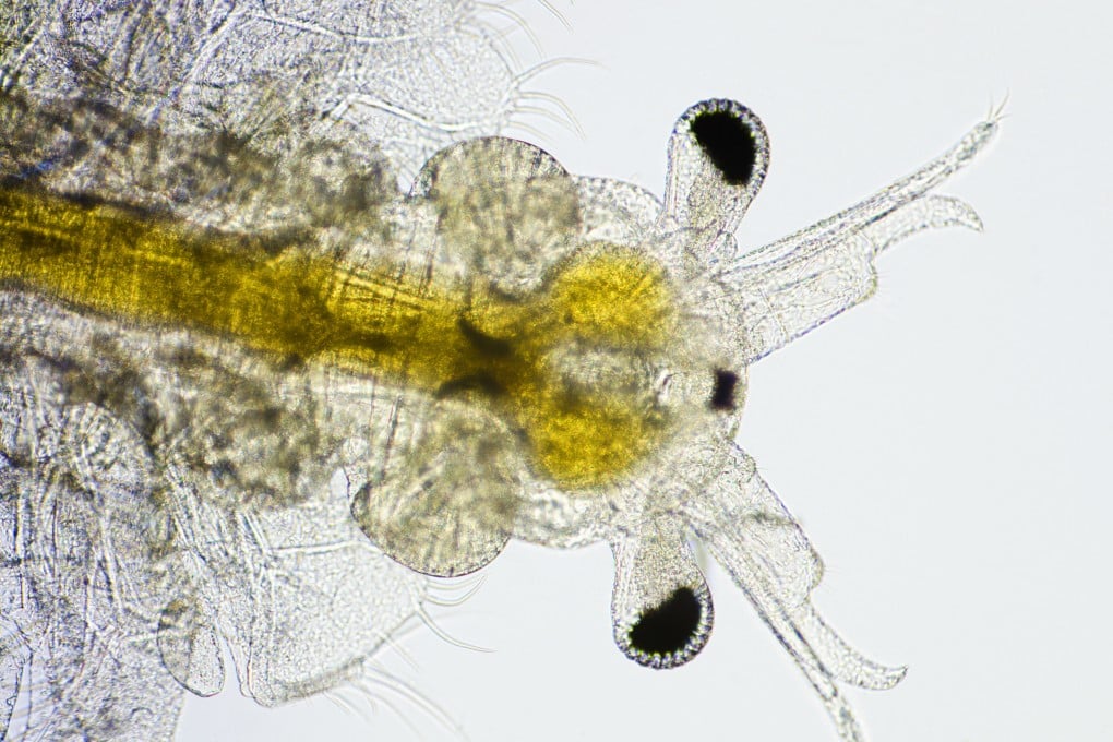 Brine Shrimp Ditemukan di Gurun Cina, Solusi Pangan untuk Wilayah Asin