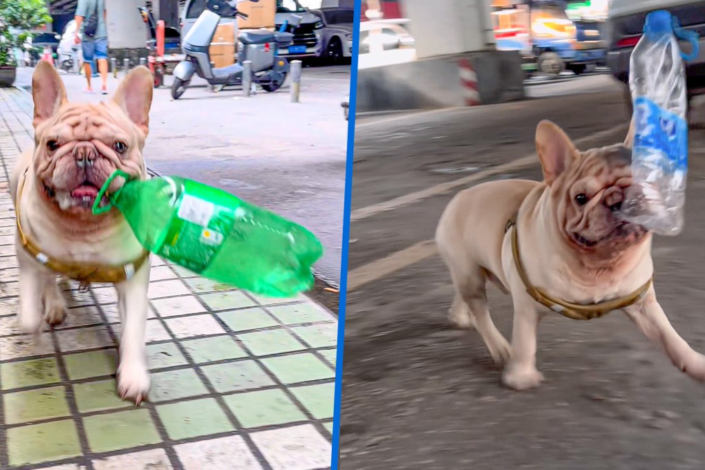 A French bulldog in Guangdong has gone viral for collecting plastic bottles, helping its owner earn over 10,000 yuan over five years. Photo: SCMP composite/Douyin