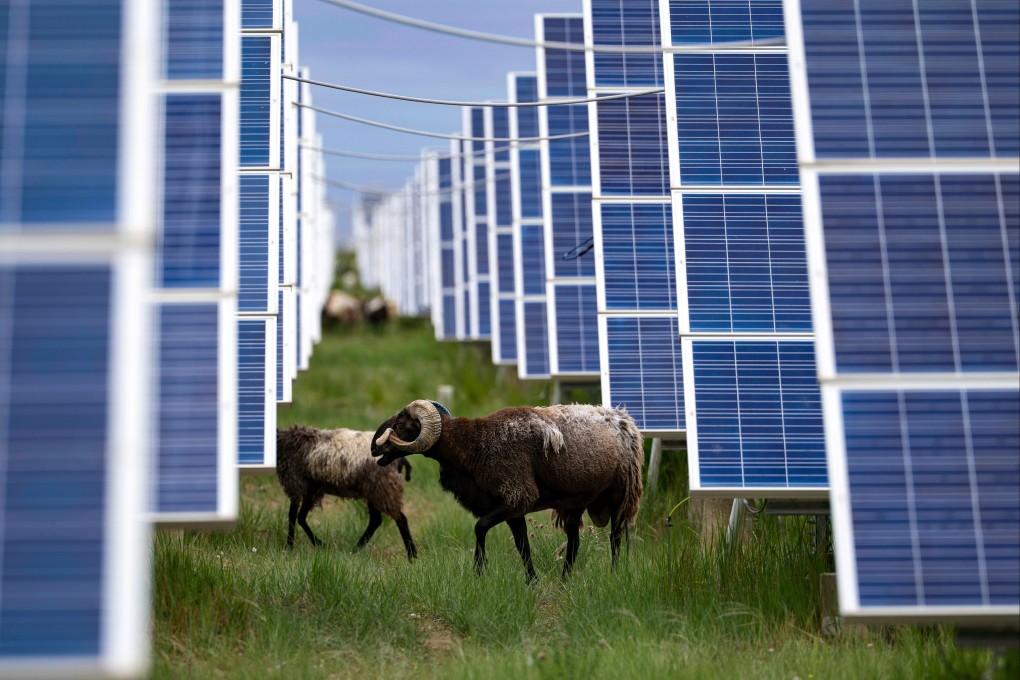Tibetan sheep graze amid solar panels in Hainan prefecture of western China’s Qinghai province on July 1, 2025. Photo: AP