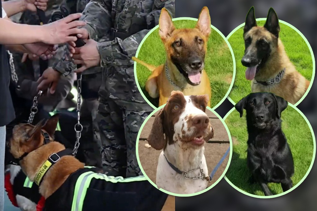 A retirement ceremony for four discharged Chinese military dogs attracted more than 3 million viewers on social media and showcased their contributions and heroic acts. Photo: SCMP composite/QQ.com