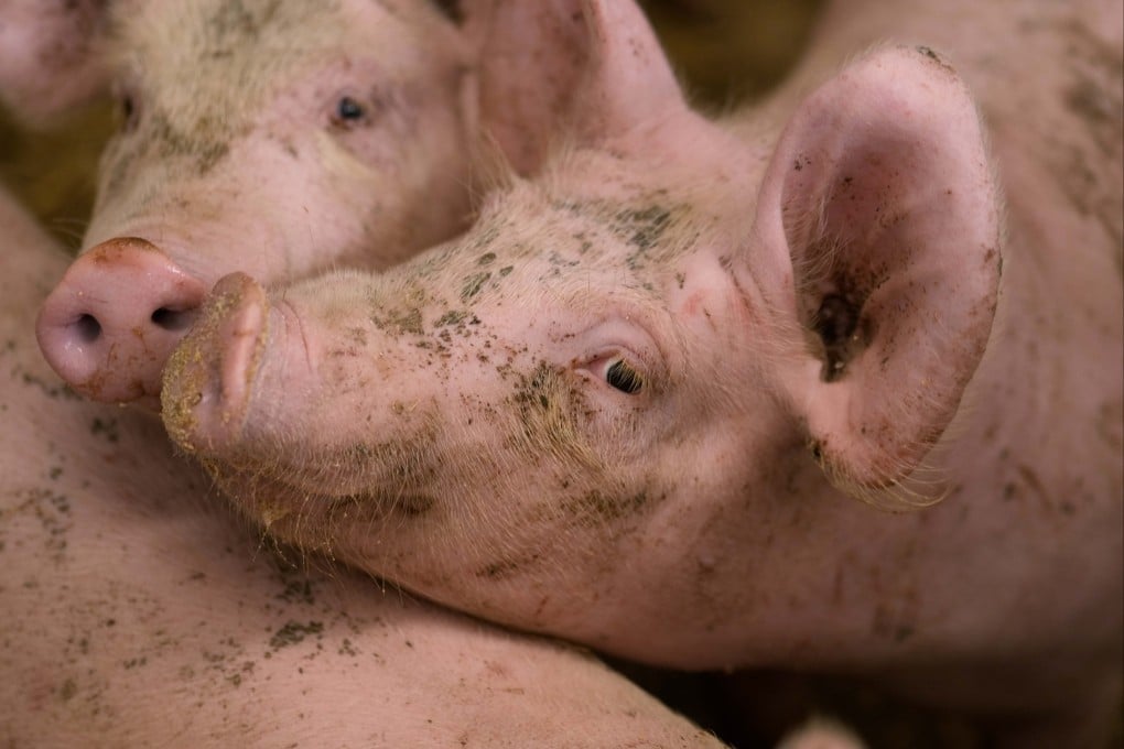 Pigs roam in a shed of the Piggly farm in Pegognaga, near Mantova, Italy. Photo: AP