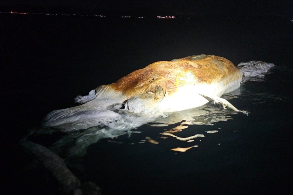 The advanced state of decomposition makes a necropsy to determine the cause of death impossible, authorities say. Photo: Handout