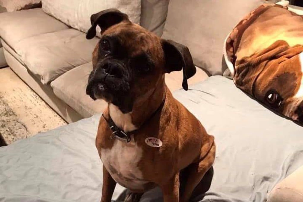 Laura Lee Yourex posted a photo of her dog, Maya Jean, wearing an “I voted” sticker. Photo: Facebook/Laura Yourex