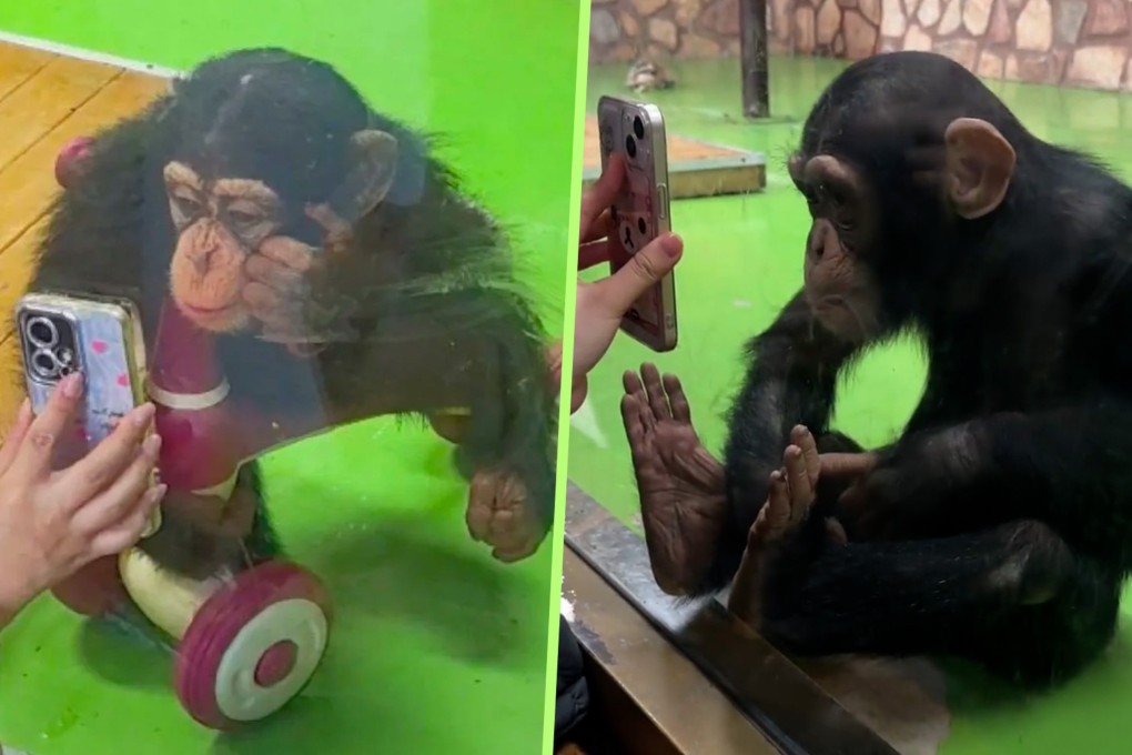 A zoo in Shanghai has warned visitors not to let a chimp called Ding Ding watch short videos amid fears it could harm its eyesight. Photo: SCMP composite/RedNote/Douyin