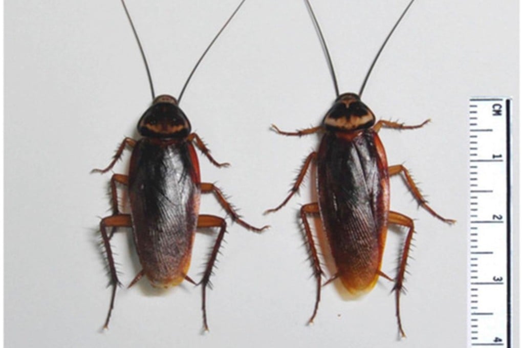 American cockroaches have spread across Japan as pest control firms find it hard to eliminate them. Photo: CUHK faculty of medicine