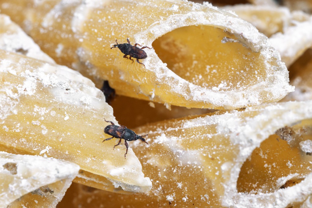 Rice weevils feed on uncooked pasta. Fortunately, the insects are harmless to humans, even if consumed. Photo: Getty Images