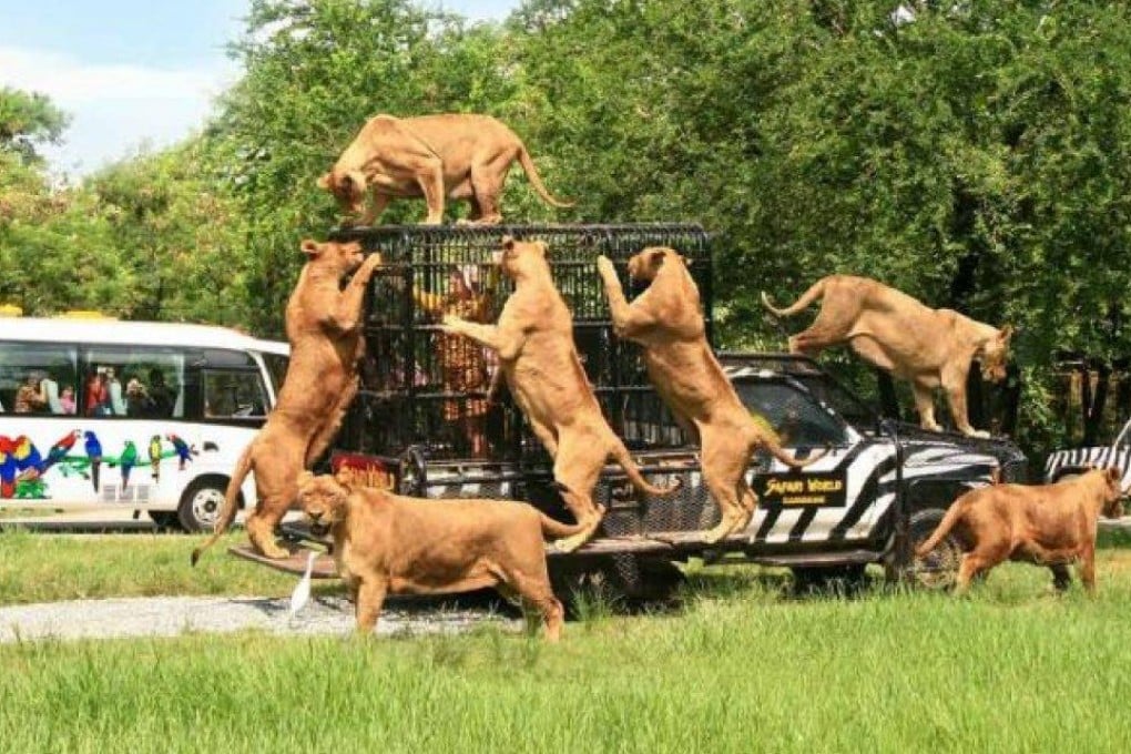 Tourists watch as a Safari World Bangkok worker feeds the lions. Photo: Safari World Bangkok