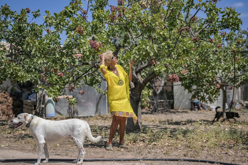 Eleni Kypreou inspects a pistachio tree on her farm in Aegina, Greece. The 88-year-old is one of the island’s last producers of the nut, with some believing that soon, “the tradition will be lost”. Photo: AFP