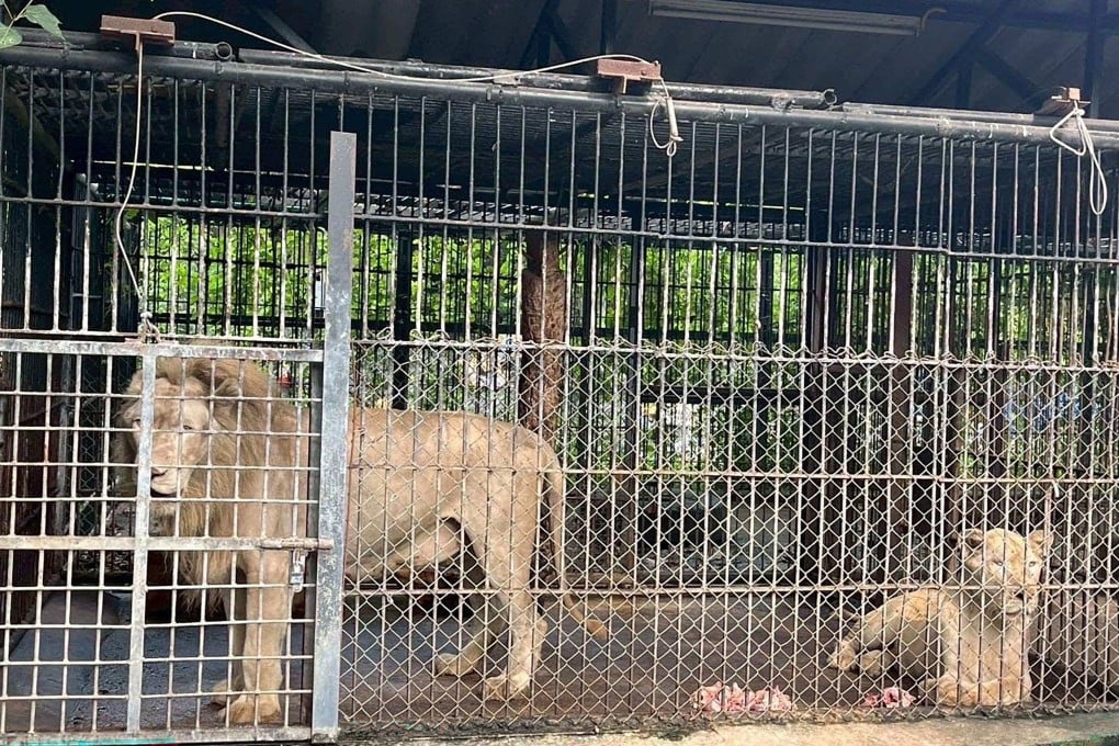 Lions involved in a fatal attack on a zookeeper looking on in an enclosure at the Safari World wildlife park in Bangkok on Thursday. Photo: Thailand’s Department of National Parks, Wildlife and Plant Conservation / AFP