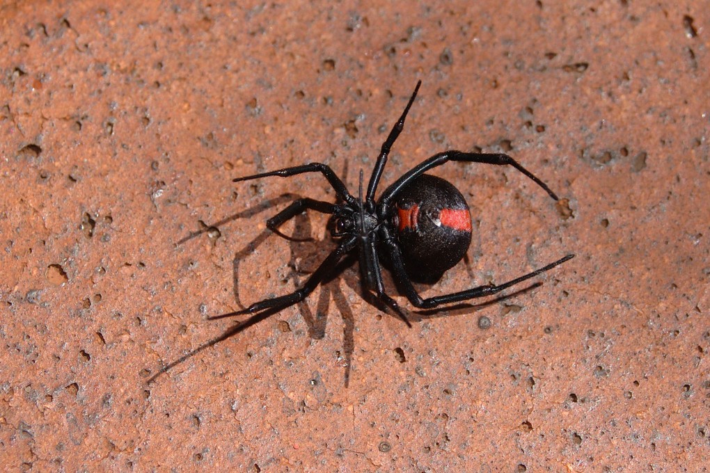 The redback spider is native to Australia. Photo: Shutterstock