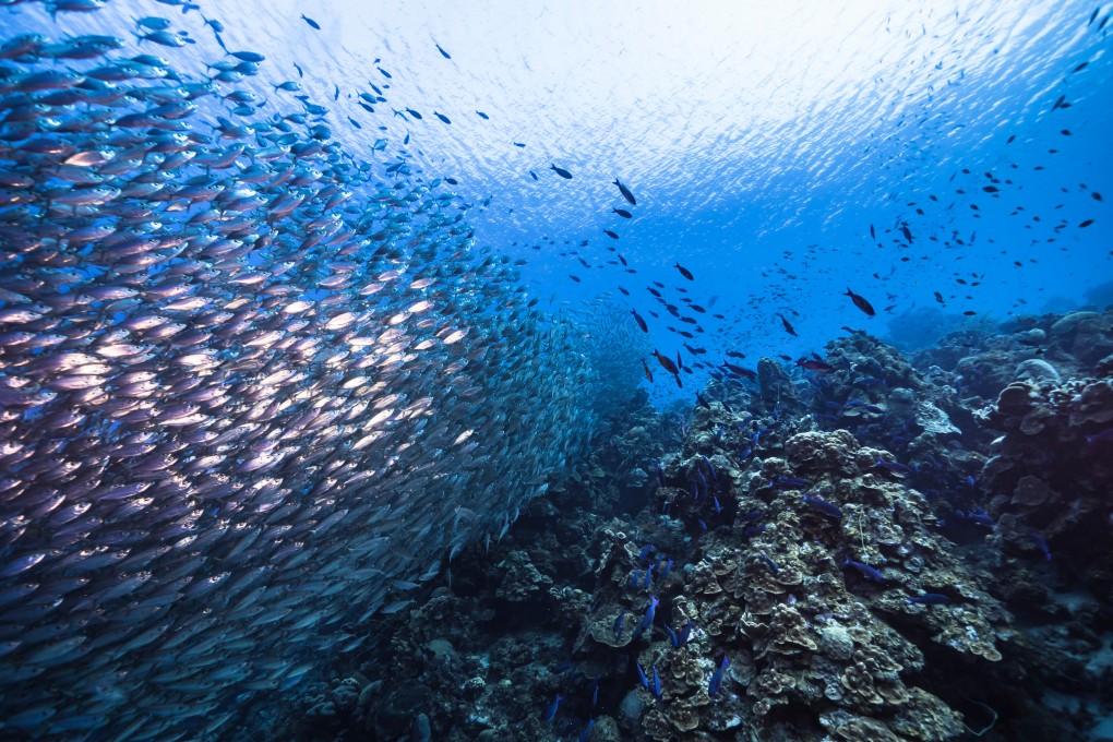 Ocean fronts create areas where the exchange of energy and nutrients is stronger than elsewhere in the ocean. Photo: Shutterstock