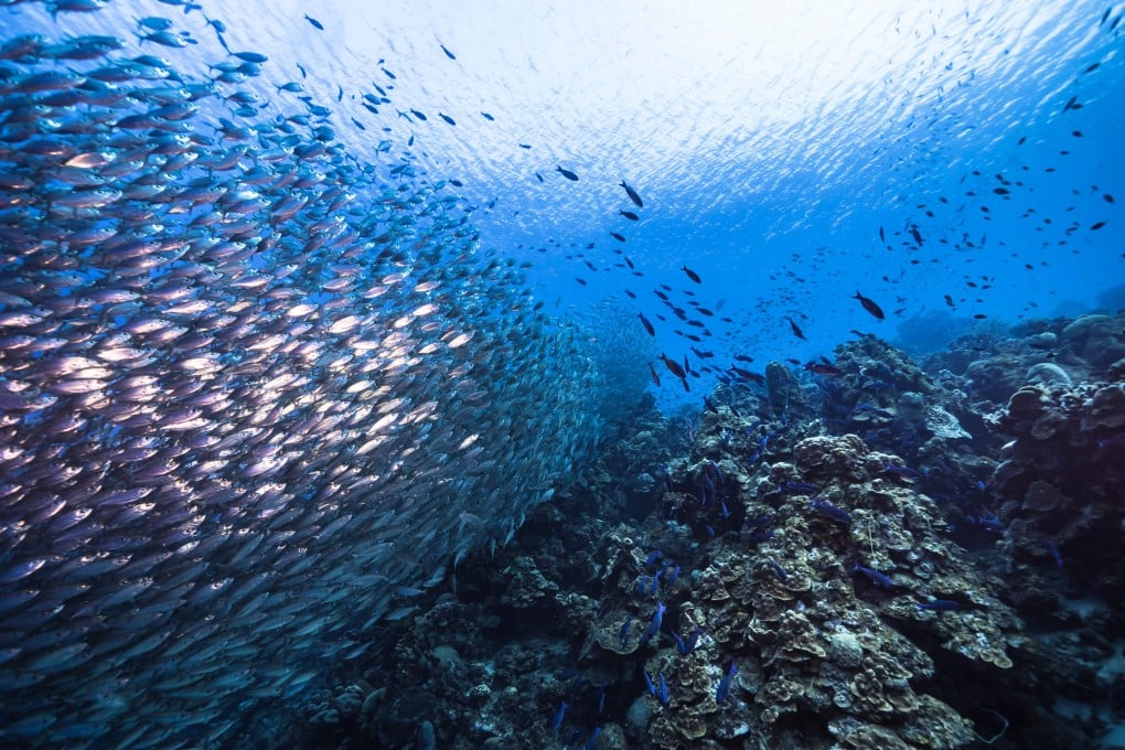 Ocean fronts create areas where the exchange of energy and nutrients is stronger than elsewhere in the ocean. Photo: Shutterstock
