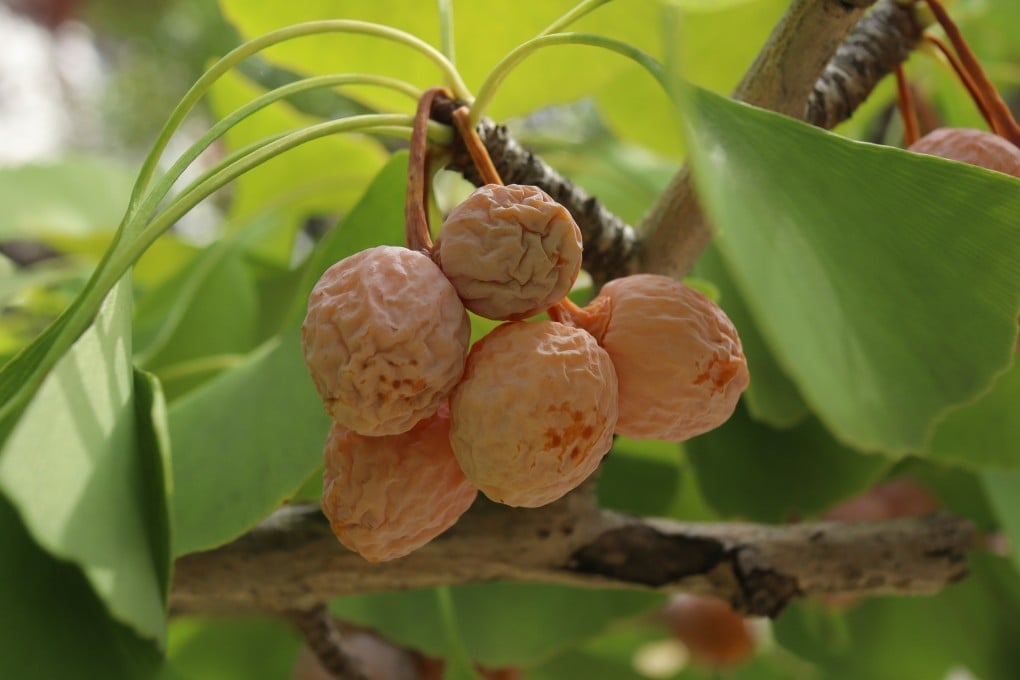 Ginkgo “nuts” are the kernels of the ginkgo fruit, which has a disgusting odour often compared with that of dog excrement or rotting flesh. Photo: Shutterstock