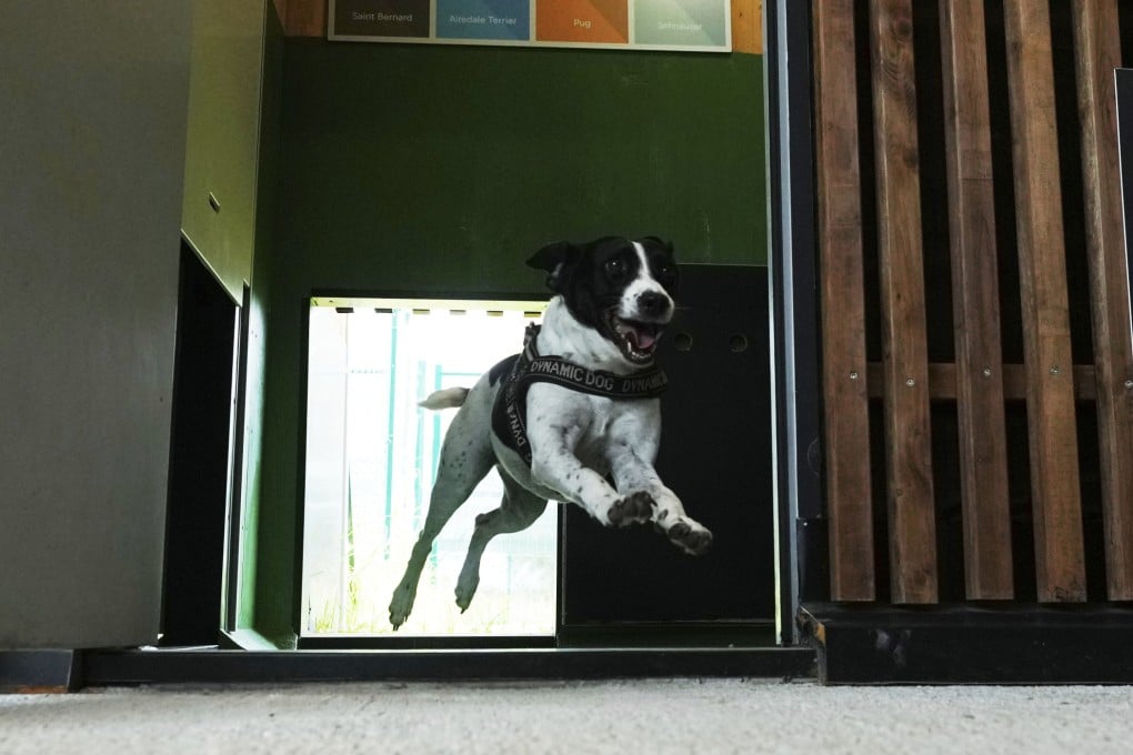 A dog runs out from one of the rooms at Dog Relais, a hotel for dogs at Rome’s Fiumicino International Airport. The hotel offers aromatherapy, daycare services and more. Photo: AP