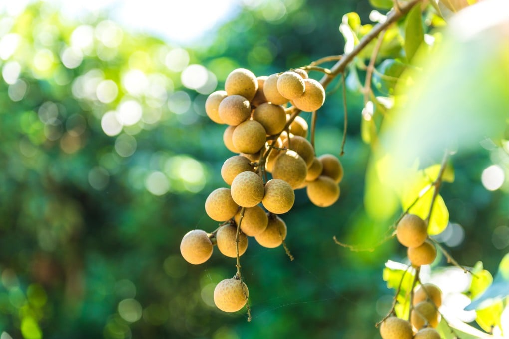 Fresh longan is sweet and succulent and used in Chinese tong sui sweet soups. But when dried, the fruit becomes chewy and is used by traditional Chinese medicine practitioners. Photo: Shutterstock