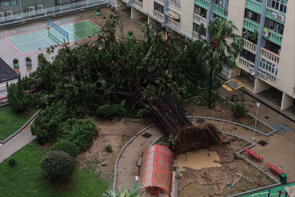 A tree lies toppled by Super Typhoon Ragasa’s fierce winds in Hong Kong on September 24. Photo: Reuters