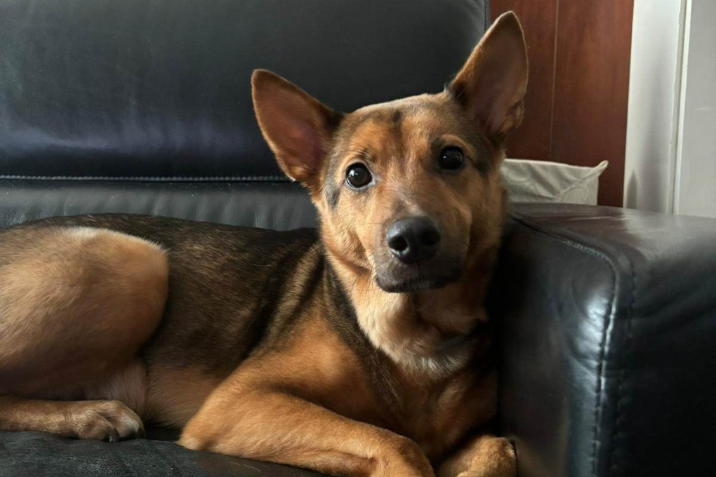 Cici was abandoned by her previous owner, before she found a loving home with Amber Nathaniel. Photo: courtesy Amber Nathaniel